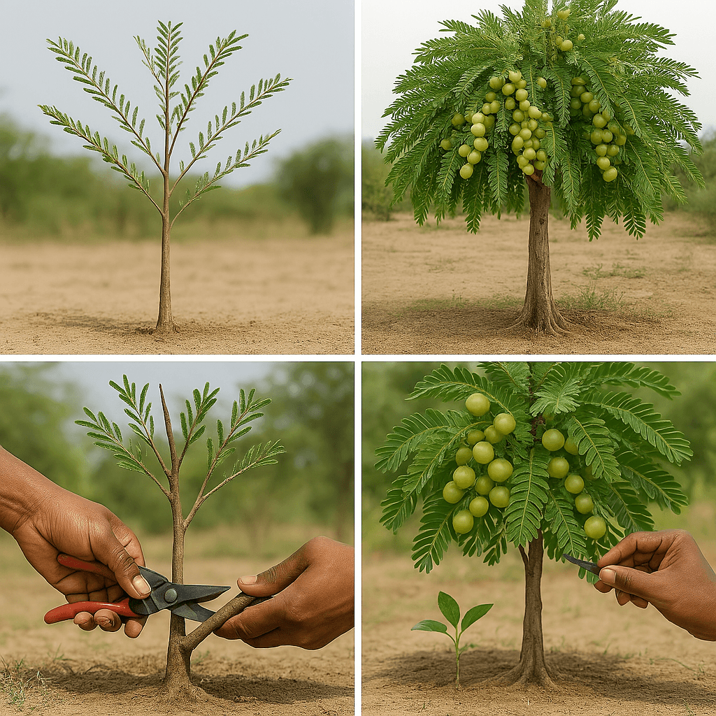 Why does Amla not bear fruit, what is the solution?