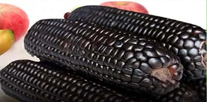 A new dimension added to black crop cultivation, black corn will provide relief from malnutrition