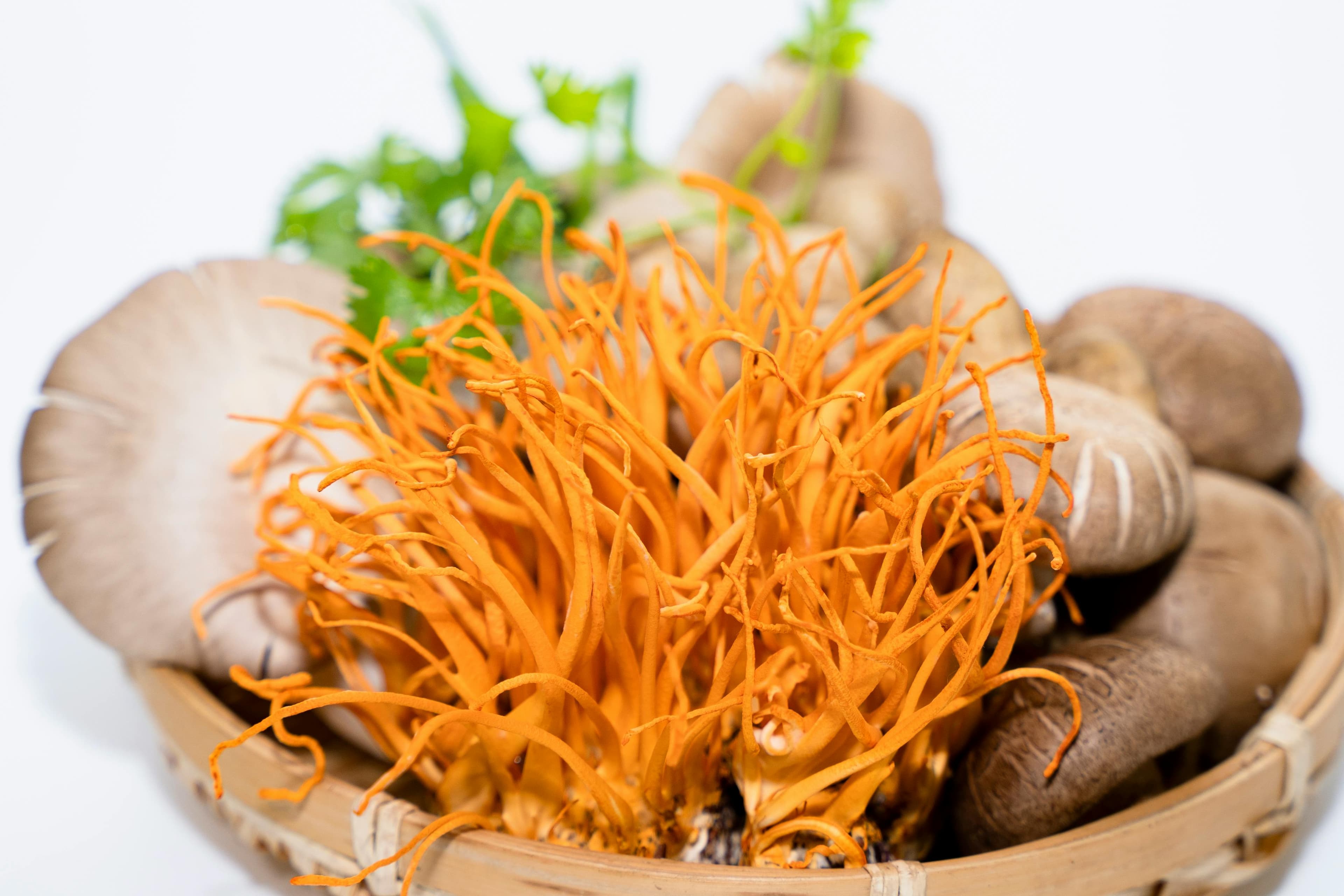 Cordyceps or Caterpillar Fungus is a Treasure of Nutrients.
